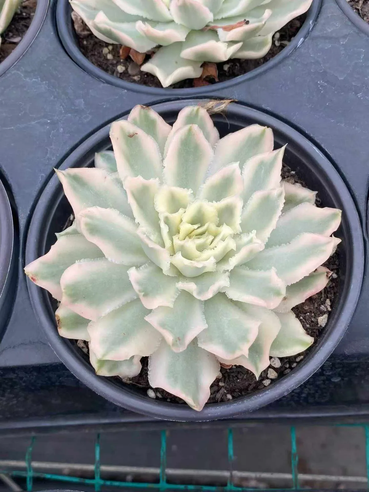 Echeveria Purple Butterfly Variegated (紫蝴蝶锦) succulent — wholesale bare-root export from Yunnan, China (1 of 4)
