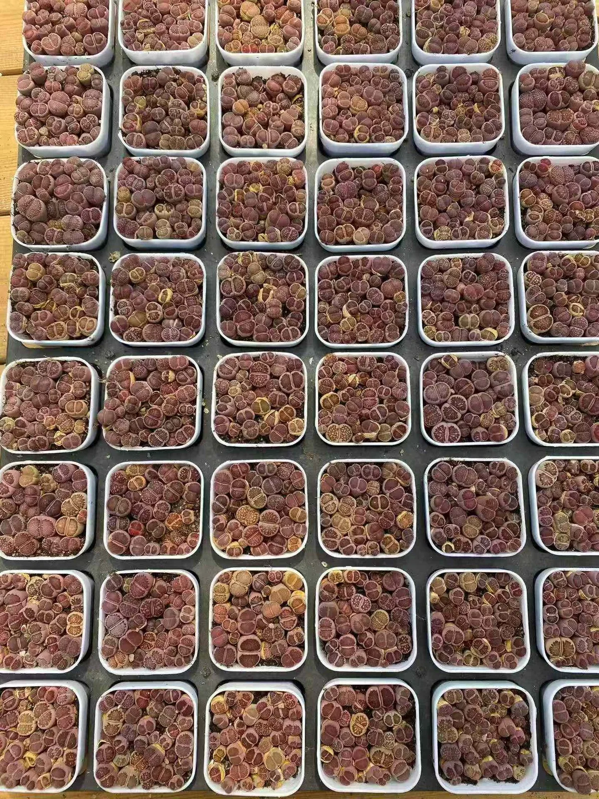 Echeveria Purple Chrysanthemum Cake (紫菊切糕) succulent — wholesale bare-root export from Yunnan, China (1 of 3)