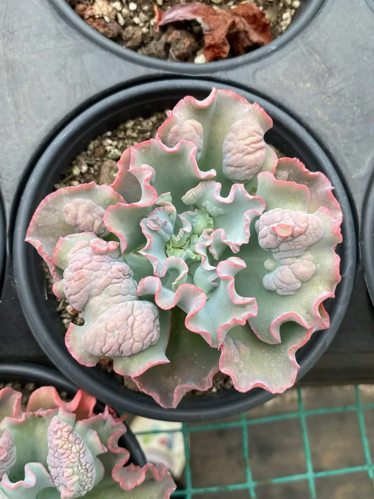 Echeveria Quasimodo (卡西莫多) succulent — wholesale bare-root export from Yunnan, China (1 of 4)