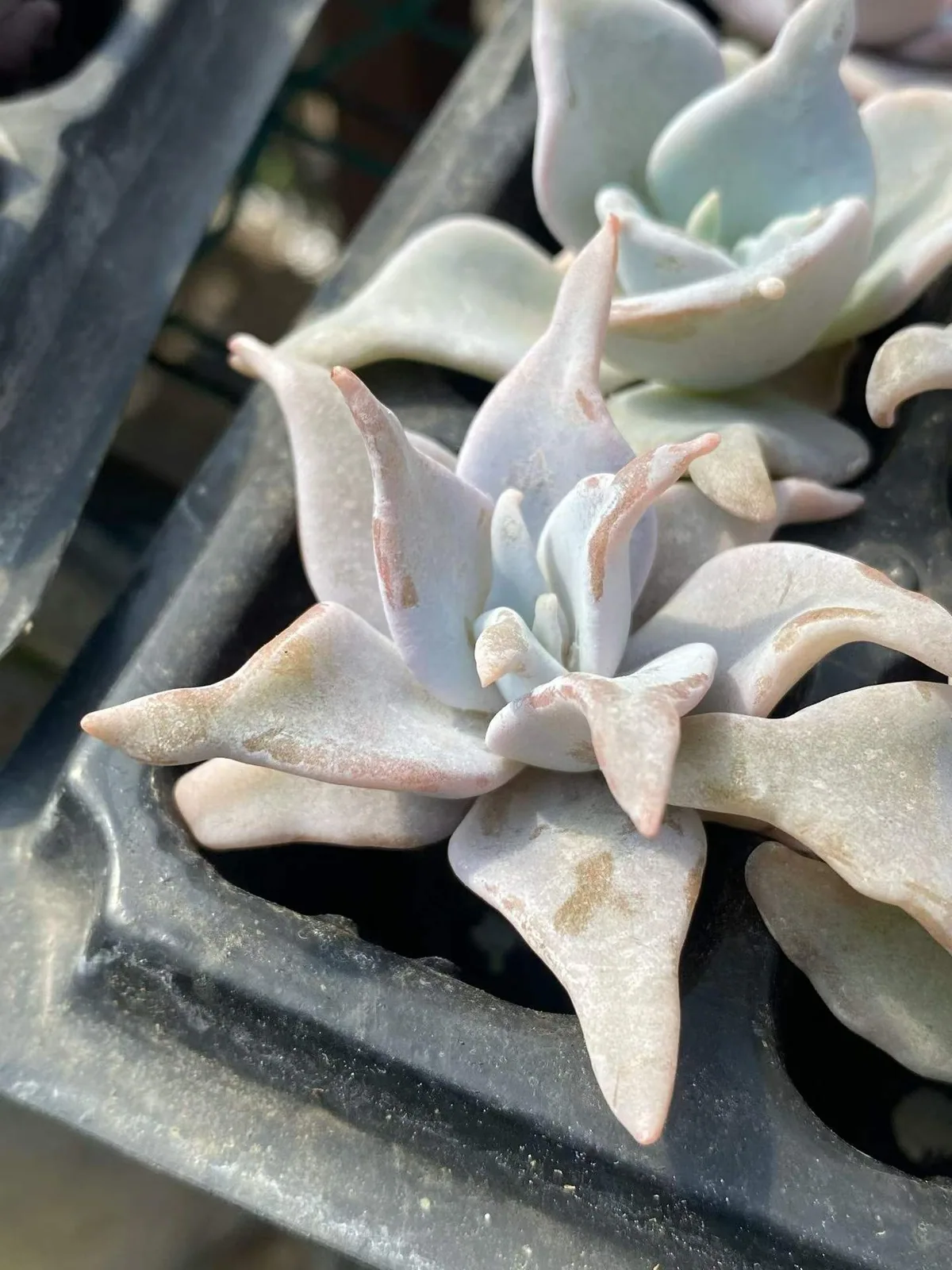 Echeveria Queen's Crown (海绵土女王王冠) succulent — wholesale bare-root export from Yunnan, China (1 of 5)
