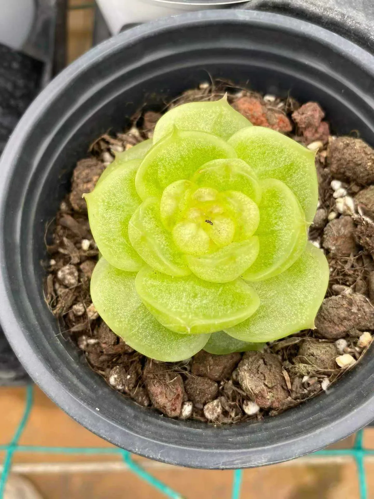 Echeveria Radiant Jenny (灵耀珍妮) succulent — wholesale bare-root export from Yunnan, China (1 of 3)