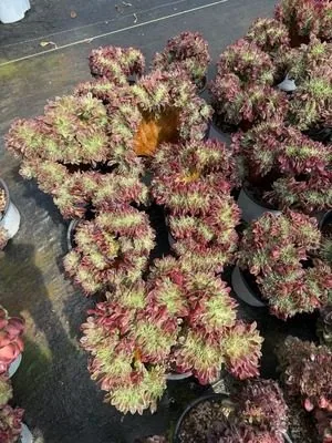 Aeonium 'Rain-Flower Stone' Crested (雨花石缀) succulent — wholesale bare-root export from Yunnan, China