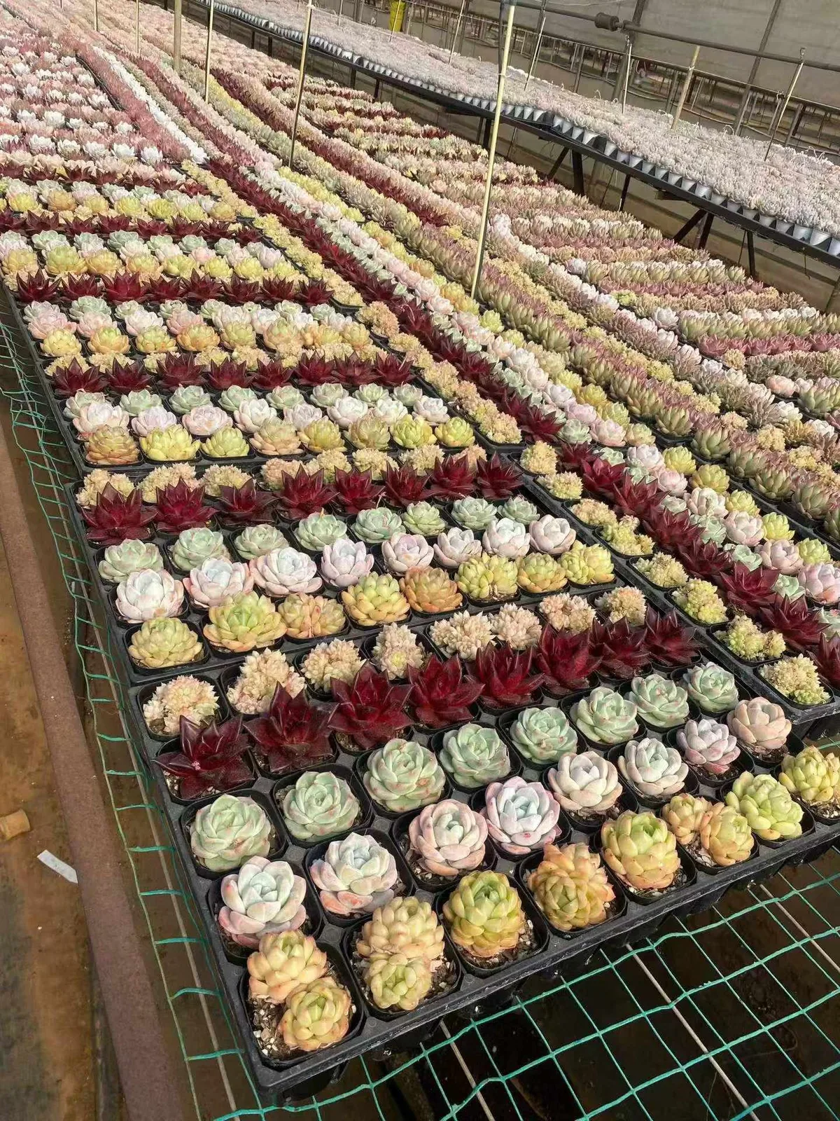 Echeveria Rainbow Assortment (3 Trays) (三盘捆）彩虹套餐) succulent — wholesale bare-root export from Yunnan, China (1 of 4)