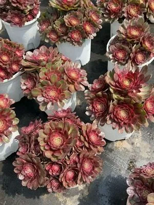 Aeonium 'Red Cat' (红猫) succulent — wholesale bare-root export from Yunnan, China