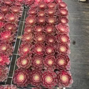 Aeonium 'Red Cat' Plug Tray (红猫穴盘) succulent — wholesale bare-root export from Yunnan, China