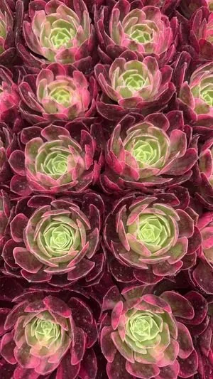 Aeonium 'Crimson Flame Lotus' Variegated (赤焰莲锦) succulent — wholesale bare-root export from Yunnan, China