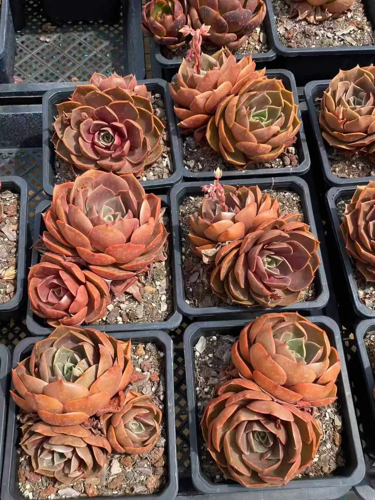 Echeveria Red Lantern Twin-head (红灯双头) succulent — wholesale bare-root export from Yunnan, China (1 of 5)