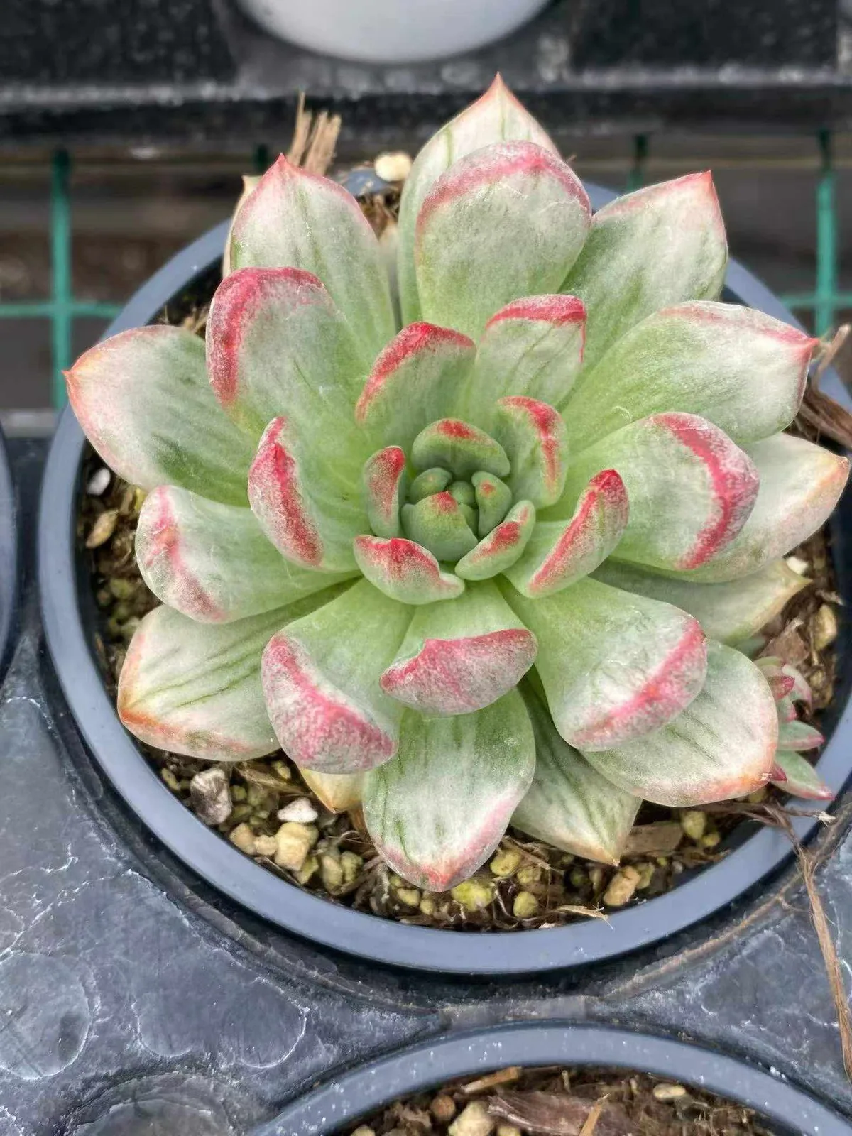 Echeveria Red Wine Streaked Variegated (红酒拉丝锦) succulent — wholesale bare-root export from Yunnan, China (1 of 3)
