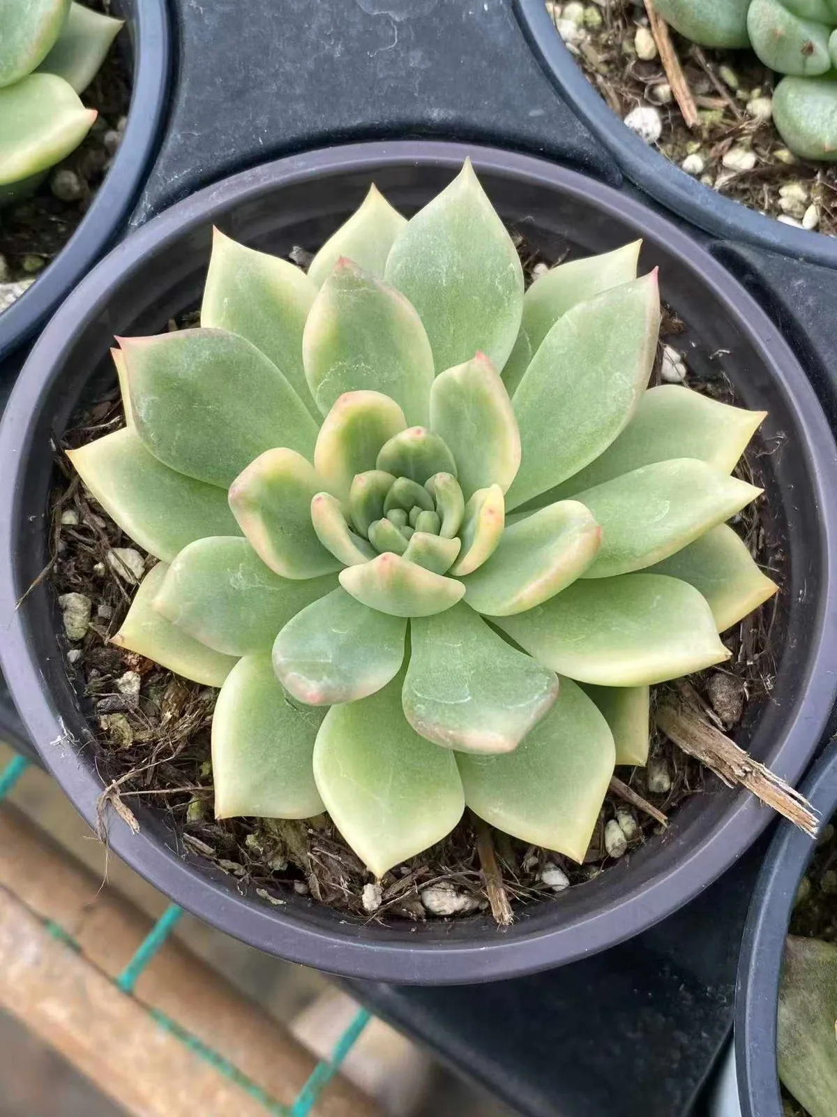 Echeveria Red Wine Variegated (红酒锦) succulent — wholesale bare-root export from Yunnan, China (1 of 4)