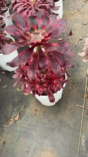 Aeonium 'Red Sorceress' (红魔女) succulent — wholesale bare-root export from Yunnan, China