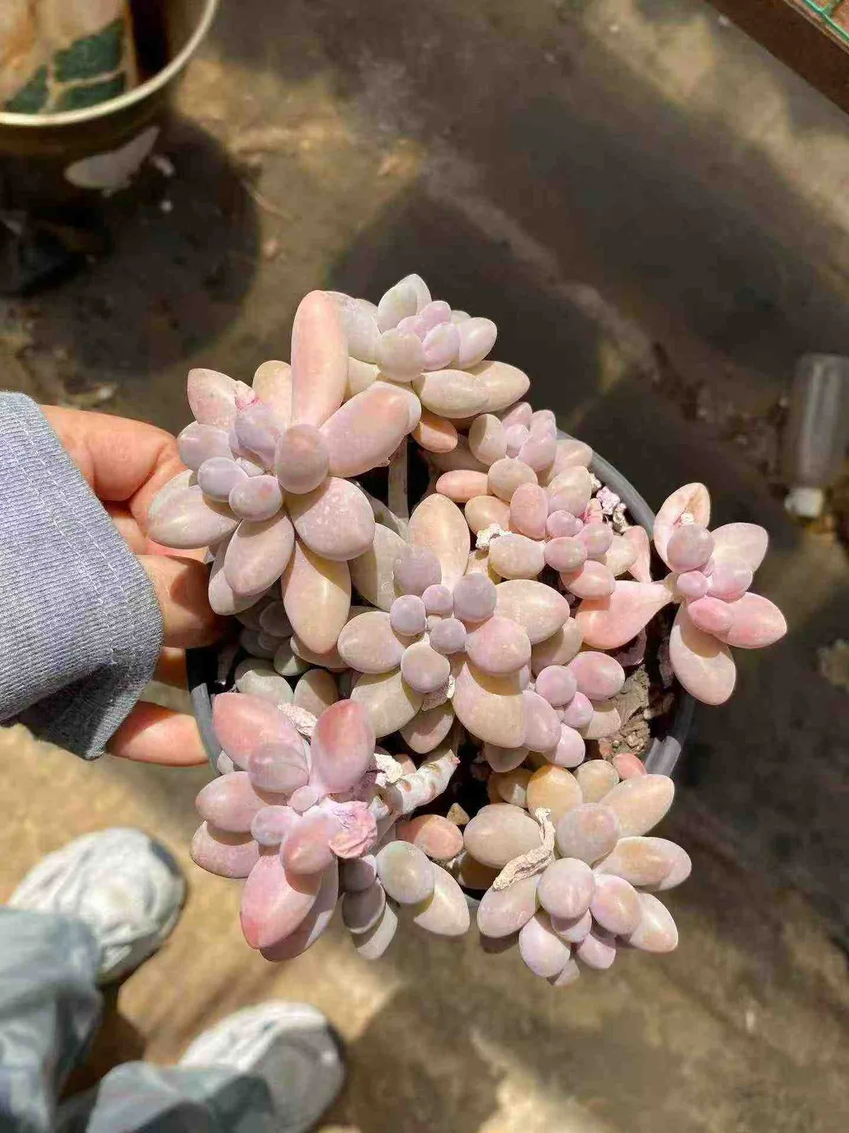 Echeveria Rice Ball Cluster (汤圆群) succulent — wholesale bare-root export from Yunnan, China (1 of 4)