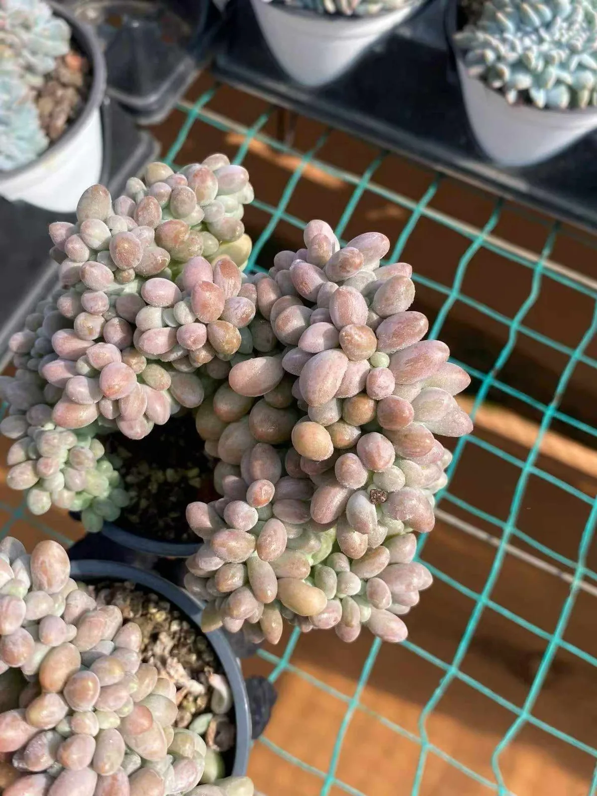 Echeveria Rice Ball Crested (汤圆缀) succulent — wholesale bare-root export from Yunnan, China (1 of 6)
