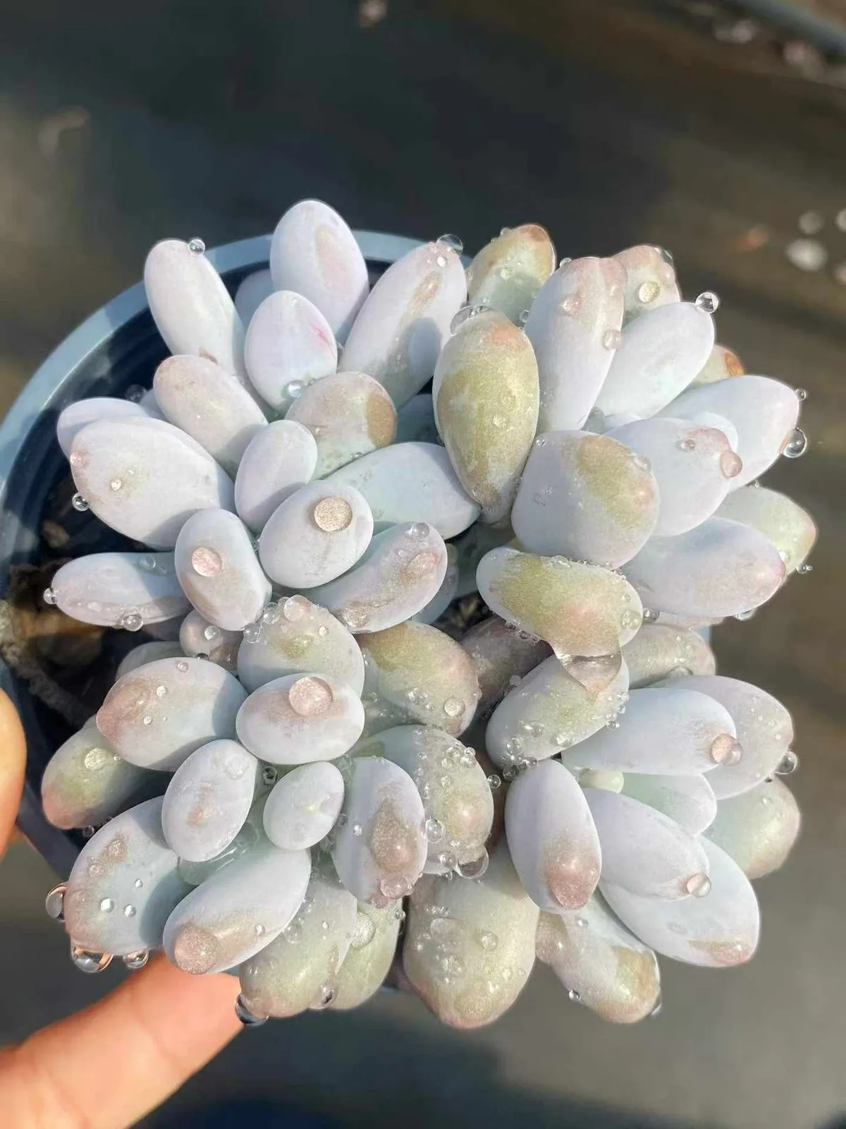 Echeveria Rice Cake (米糕5头起) succulent — wholesale bare-root export from Yunnan, China (1 of 4)