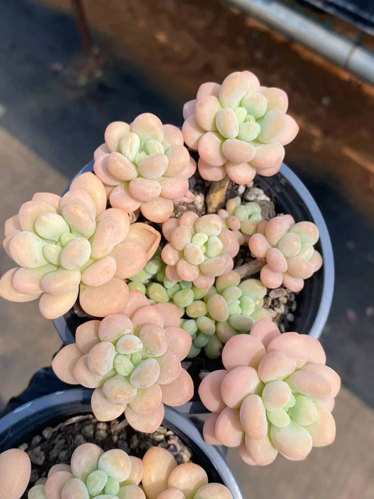 Echeveria Rococo Cluster (洛可可群) succulent — wholesale bare-root export from Yunnan, China (1 of 5)
