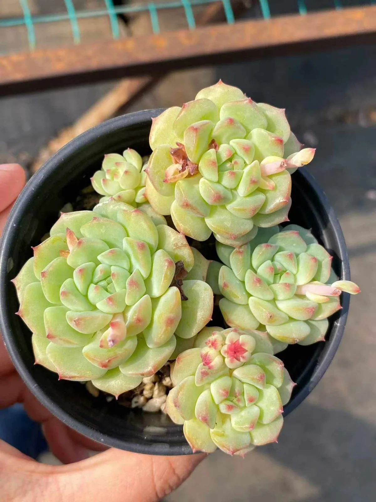 Echeveria Rose Lotus (Short Stem) (小桩桩玫瑰莲) succulent — wholesale bare-root export from Yunnan, China (1 of 5)