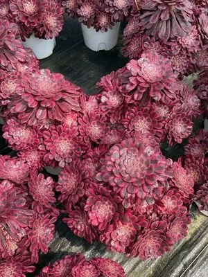 Aeonium 'Rouge Beauty' Old Stem, Large Cluster (红颜老桩大群) succulent — wholesale bare-root export from Yunnan, China