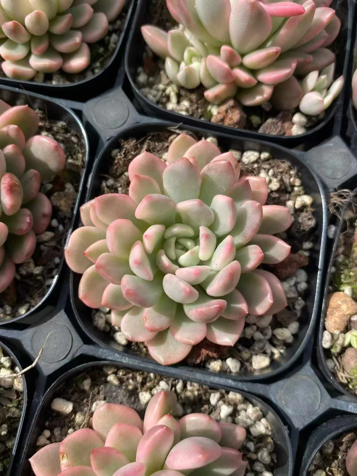 Echeveria Ruby Variegated (红宝石锦) succulent — wholesale bare-root export from Yunnan, China (1 of 5)