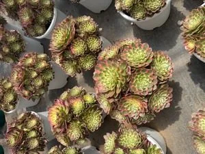 Aeonium 'Sea Fairy' (海仙) succulent — wholesale bare-root export from Yunnan, China