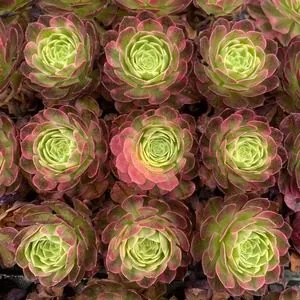 Aeonium 'Sea Fairy' Plug Tray Seedling (海仙穴盘苗) succulent — wholesale bare-root export from Yunnan, China