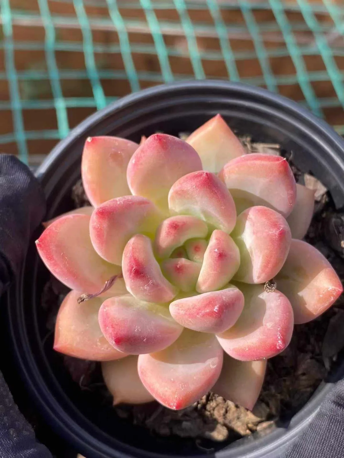 Echeveria Shanks Single (香克斯单头) succulent — wholesale bare-root export from Yunnan, China (1 of 6)