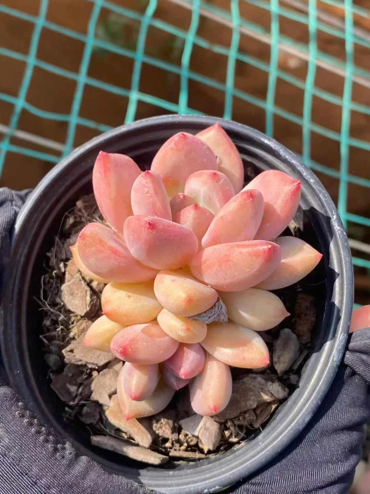 Echeveria Shanks Single w/ Offsets (香克斯单头带惠) succulent — wholesale bare-root export from Yunnan, China (1 of 4)