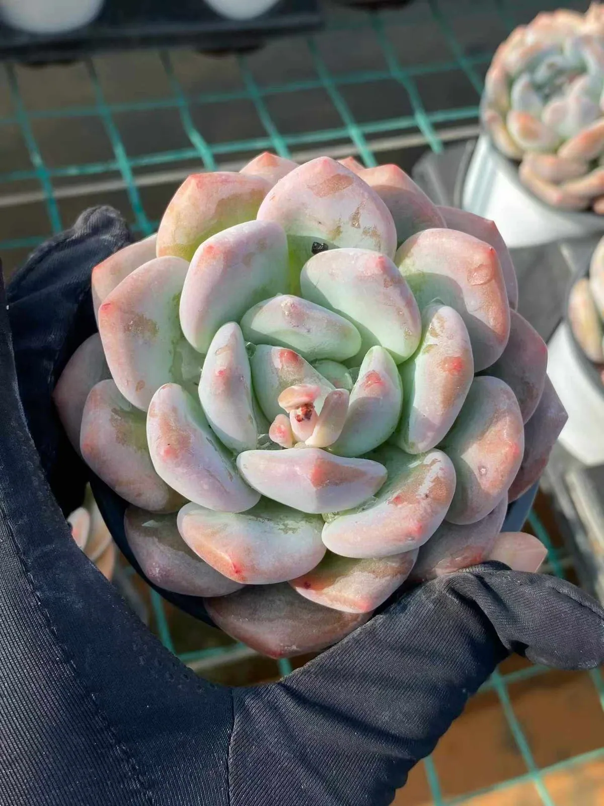 Echeveria Snow Treasure (雪宝) succulent — wholesale bare-root export from Yunnan, China (1 of 4)
