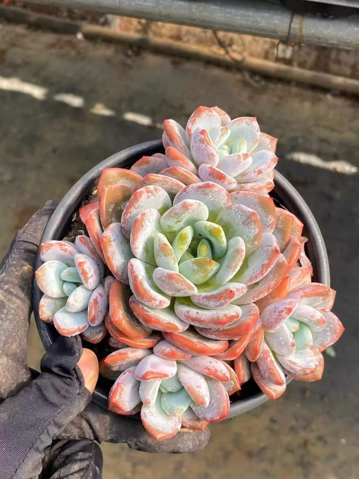 Echeveria Snow Treasure Cluster (雪宝群) succulent — wholesale bare-root export from Yunnan, China (1 of 5)