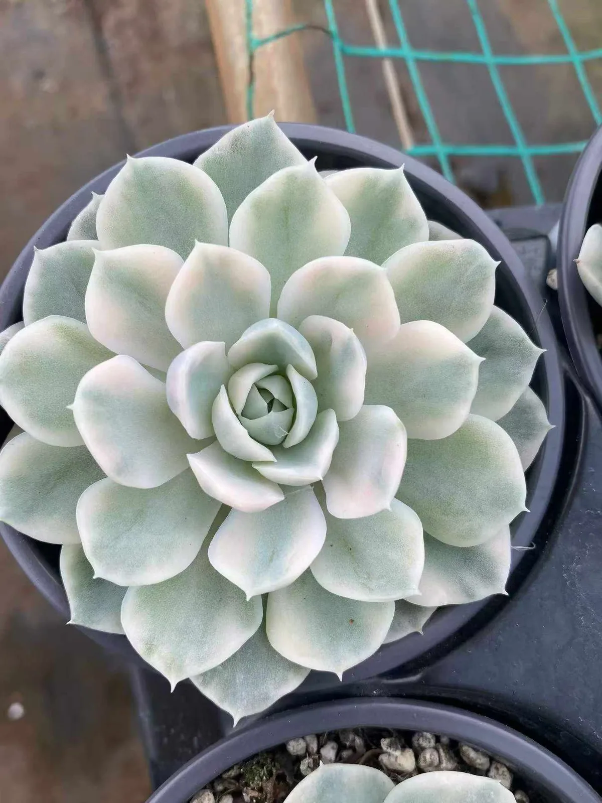 Echeveria Snowball Variegated (雪球锦) succulent — wholesale bare-root export from Yunnan, China (1 of 4)