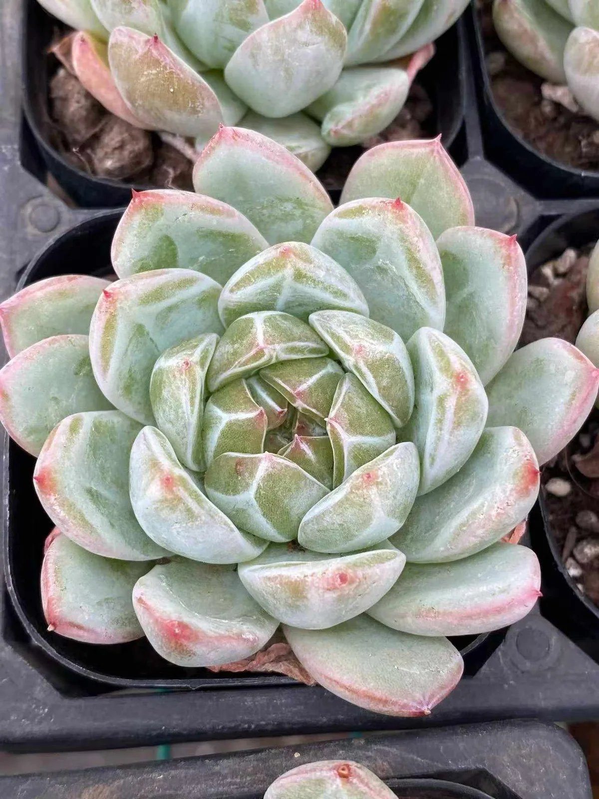 Echeveria Snowflake Jenny (雪花珍妮) succulent — wholesale bare-root export from Yunnan, China (1 of 5)