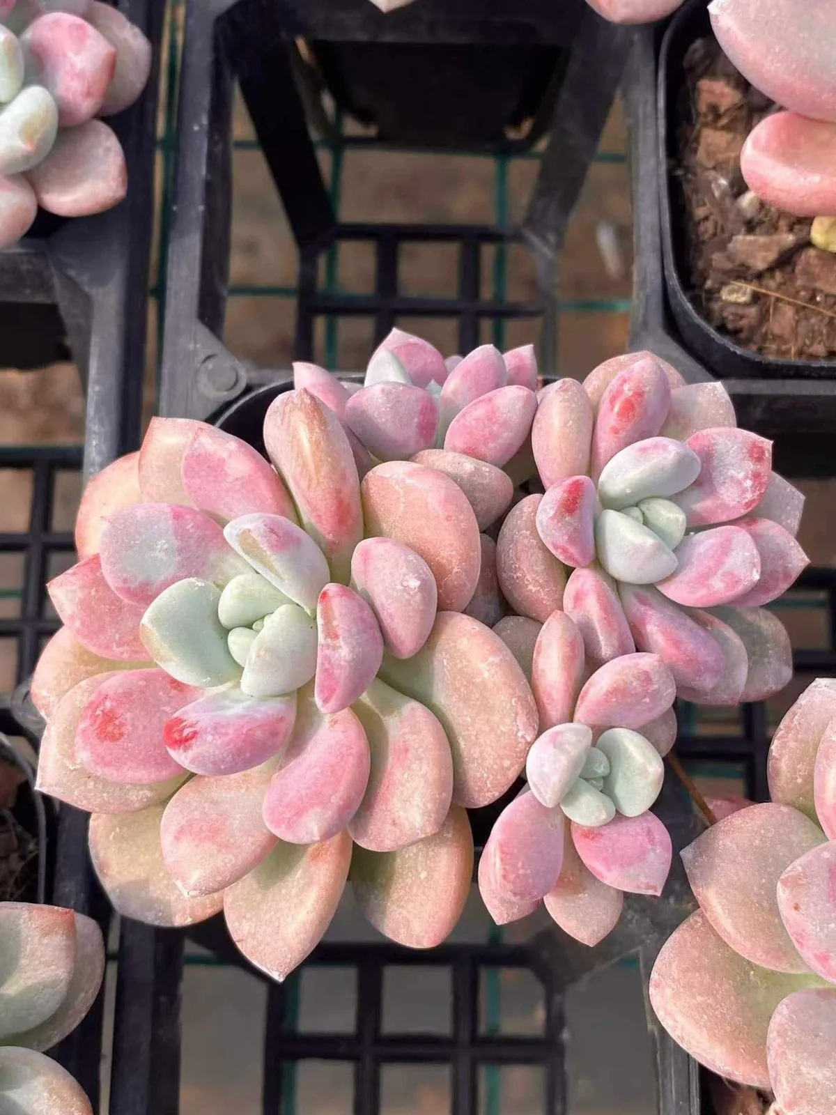 Echeveria Spotted Deer (花斑鹿) succulent — wholesale bare-root export from Yunnan, China (1 of 5)