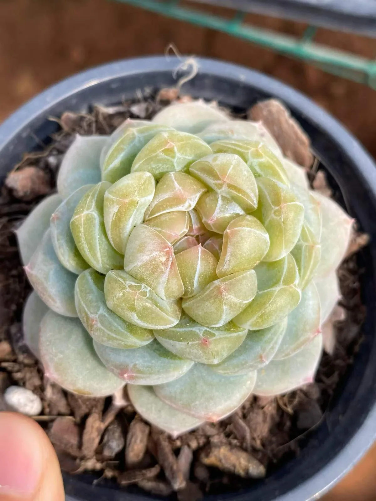 Echeveria Spring Garden (沁园春) succulent — wholesale bare-root export from Yunnan, China (1 of 5)