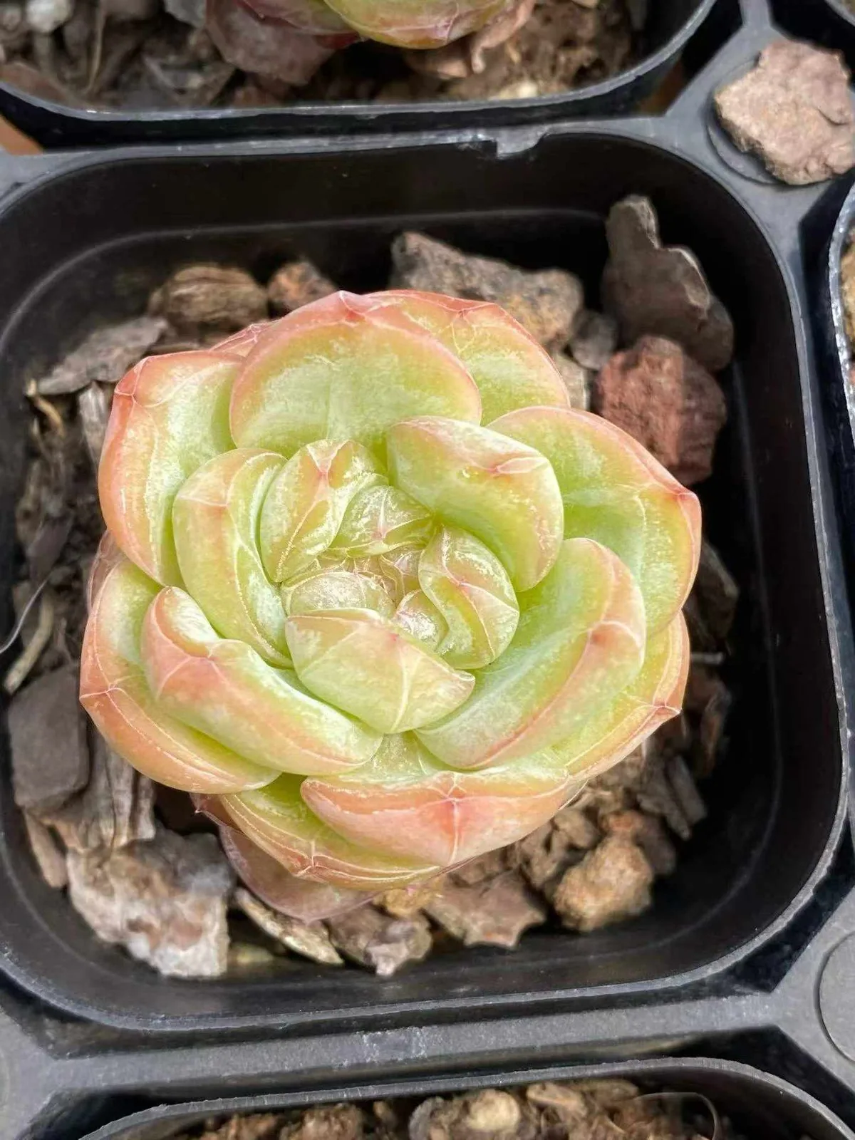 Echeveria Star Jenny (星星珍妮) succulent — wholesale bare-root export from Yunnan, China (1 of 6)