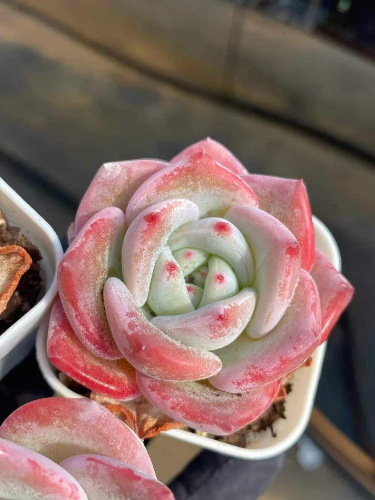 Echeveria Starfruit (杨桃) succulent — wholesale bare-root export from Yunnan, China (1 of 7)