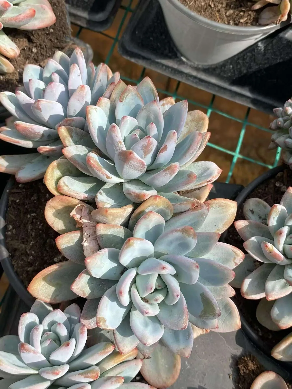 Echeveria Starry Snow 3-4 Heads Cluster (星星雪三四头群) succulent — wholesale bare-root export from Yunnan, China (1 of 5)