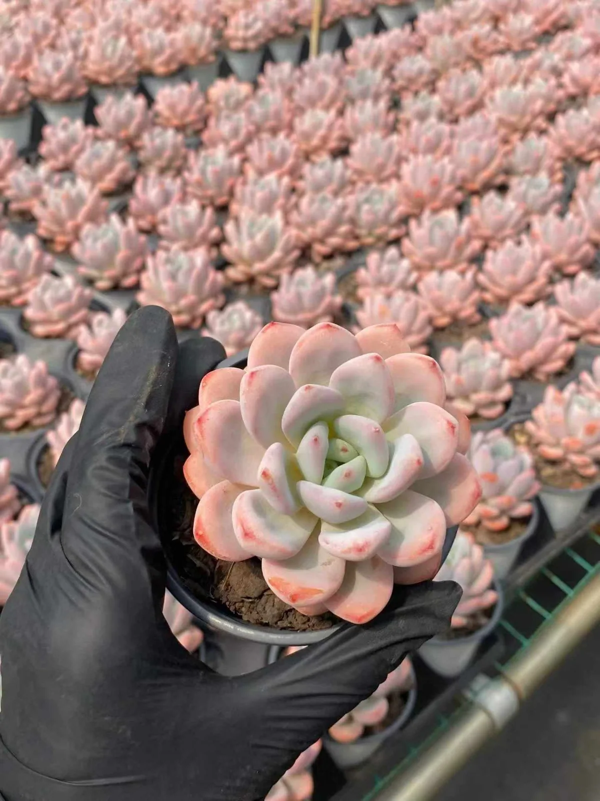 Echeveria Starry Snow Single (星星雪单头) succulent — wholesale bare-root export from Yunnan, China (1 of 4)