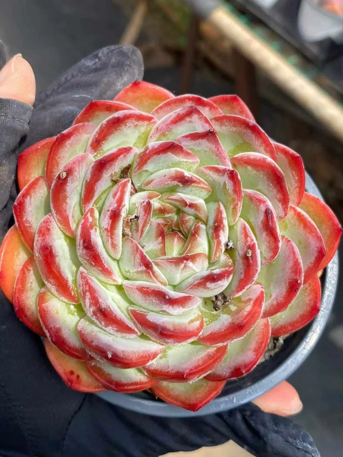 Echeveria Strawberry Almond Single (草莓杏仁单头) succulent — wholesale bare-root export from Yunnan, China (1 of 7)