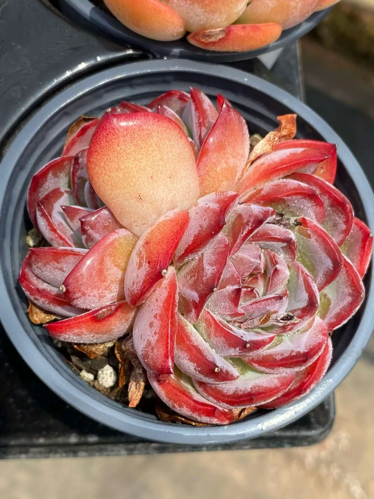 Echeveria Strawberry Almond Twin-head (草莓杏仁双头) succulent — wholesale bare-root export from Yunnan, China (1 of 5)