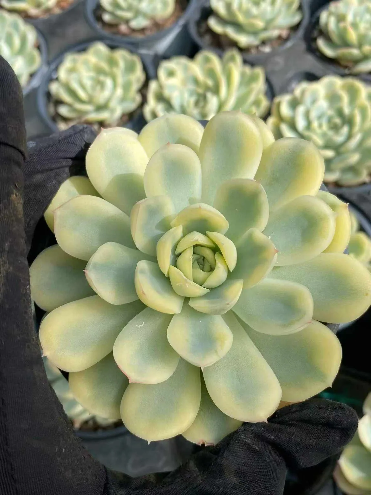 Echeveria Strawberry Ice Variegated (草莓冰锦) succulent — wholesale bare-root export from Yunnan, China (1 of 4)