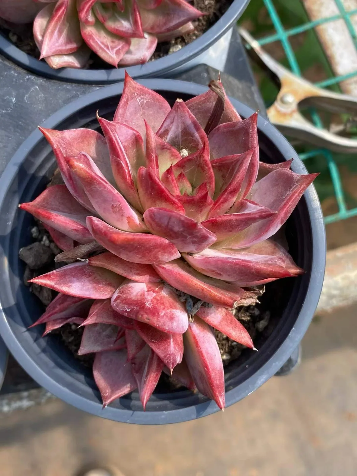 Echeveria Summer Beauty Twin-head (夏日美人双头) succulent — wholesale bare-root export from Yunnan, China (1 of 5)