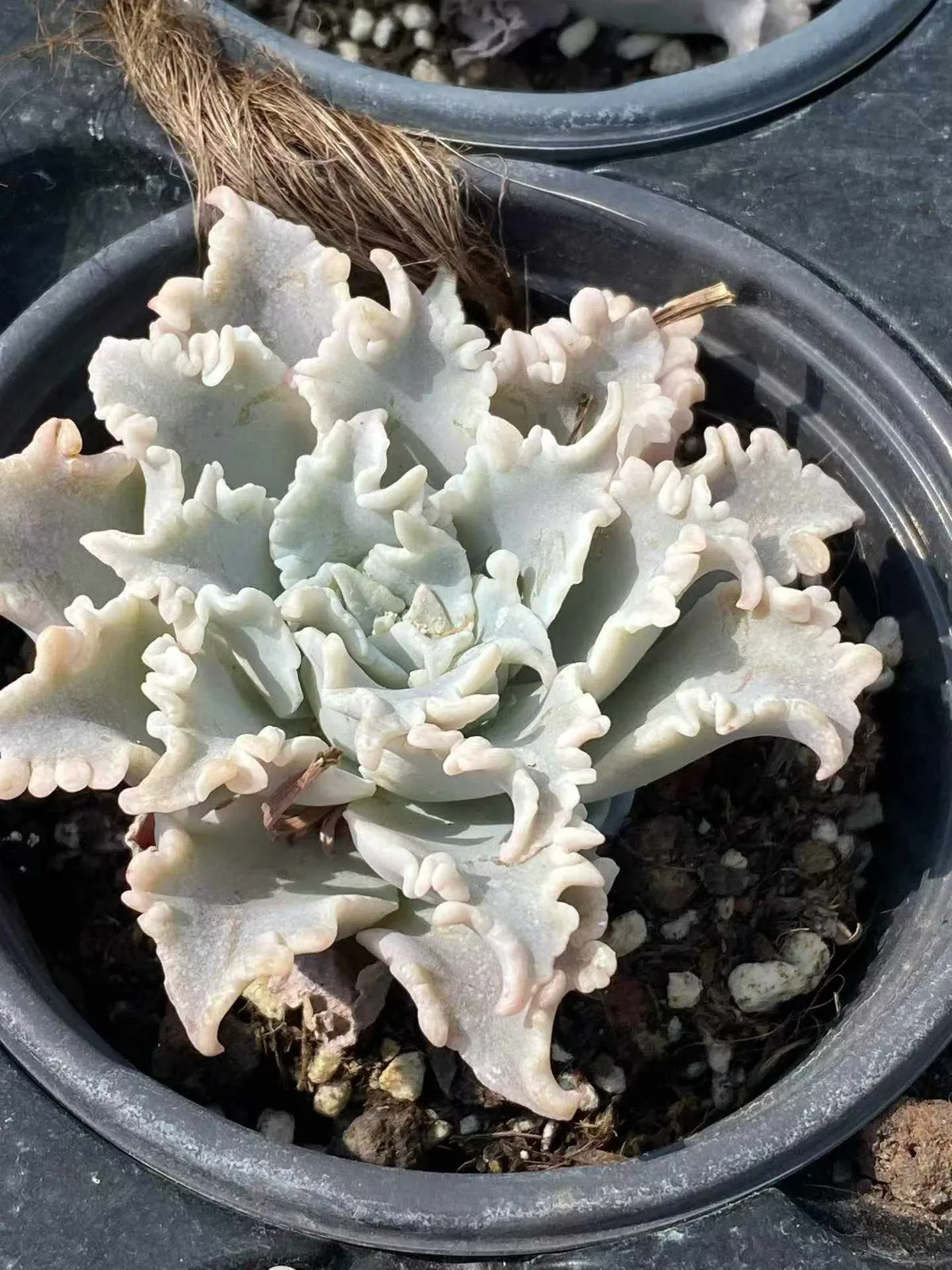 Echeveria Thousand-layer Snow Single (千层雪单头) succulent — wholesale bare-root export from Yunnan, China (1 of 4)