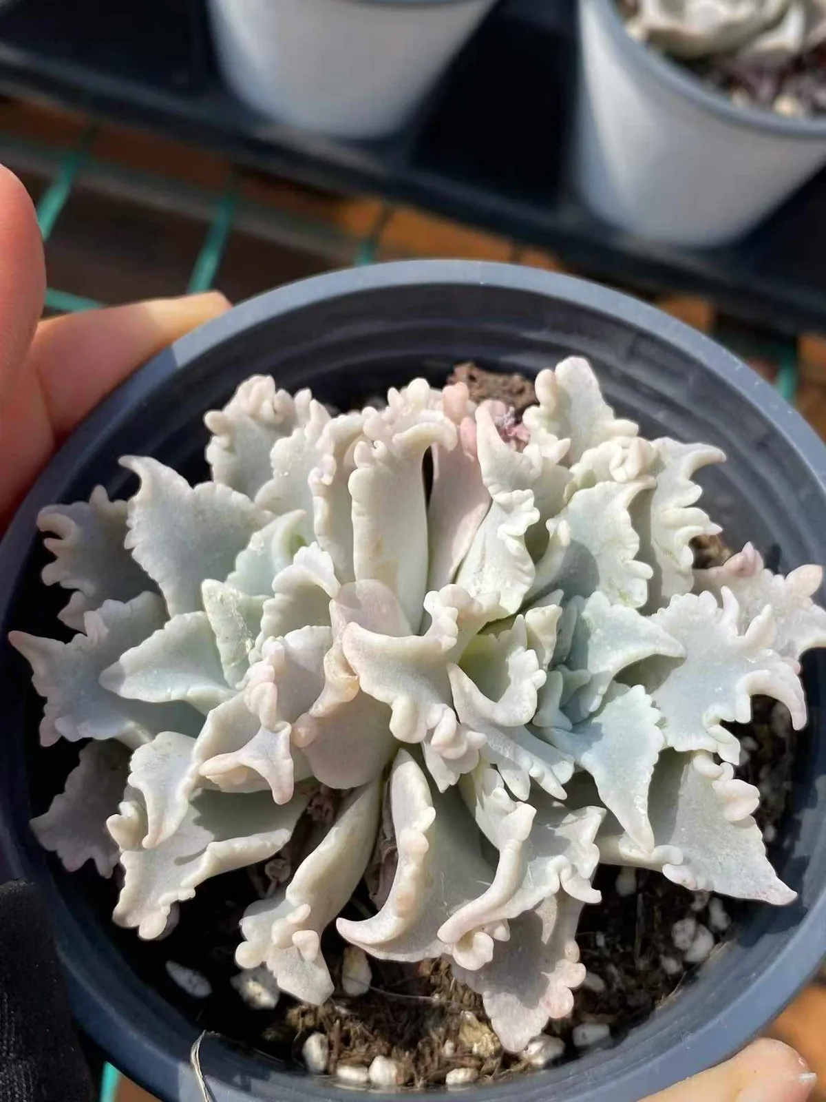 Echeveria Thousand-layer Snow Twin-head (千层雪双头) succulent — wholesale bare-root export from Yunnan, China (1 of 5)