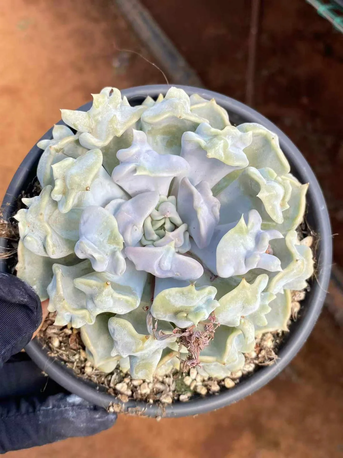 Echeveria Thriller Pearl (惊悚珍珠) succulent — wholesale bare-root export from Yunnan, China (1 of 6)