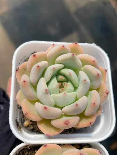 Echeveria Ace (艾斯) succulent — wholesale bare-root export from Yunnan, China (5 of 5)