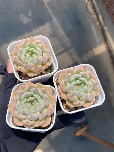 Echeveria Ace (艾斯) succulent — wholesale bare-root export from Yunnan, China (4 of 5)