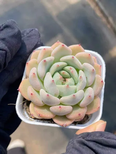 Echeveria Ace (艾斯) succulent — wholesale bare-root export from Yunnan, China (3 of 5)