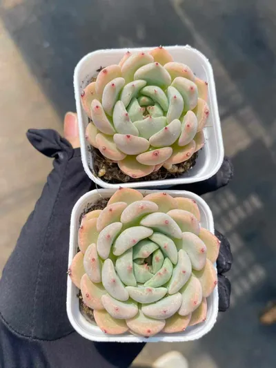 Echeveria Ace (艾斯) succulent — wholesale bare-root export from Yunnan, China (2 of 5)
