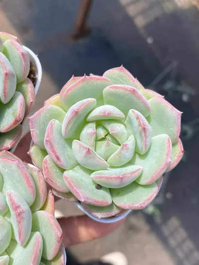 Echeveria Aegean Sea (琴海) succulent — wholesale bare-root export from Yunnan, China (2 of 3)