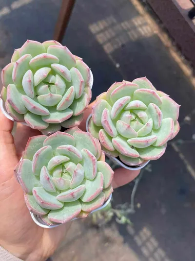 Echeveria Aegean Sea (琴海) succulent — wholesale bare-root export from Yunnan, China (3 of 3)