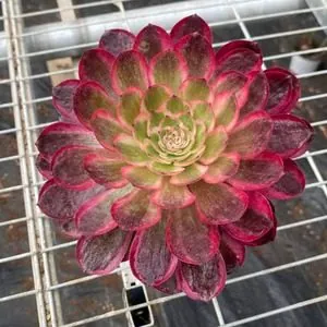 Aeonium Aeonium 'Cherry Blossom' 12cm Pot w/ Offsets succulent — wholesale export from Yunnan, China