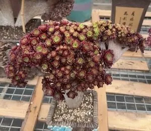 Aeonium Aeonium, Crested Form No.1 succulent — wholesale export from Yunnan, China